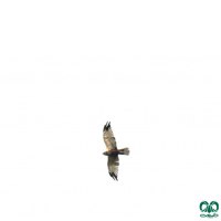 گونه سنقر تالابی Western Marsh Harrier